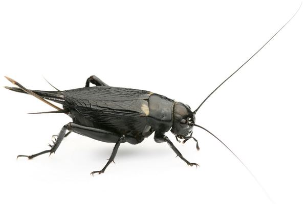Cricket Control in Cape Town