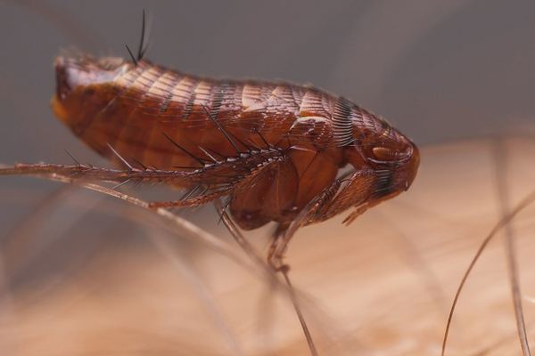 Flea Control in Cape Town