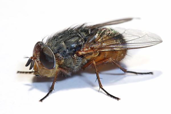 Fly Control in Cape Town