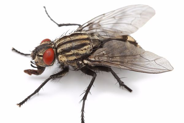 Flying Insect Control in Cape Town
