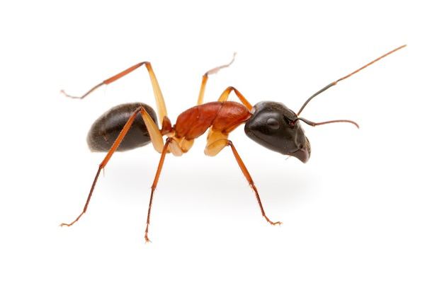 Insect Control in Cape Town