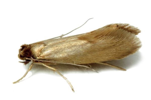 Moth Control in Cape Town