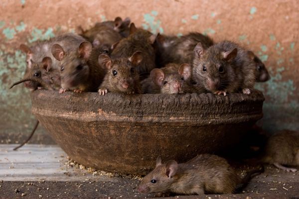 Rodent Control in Cape Town