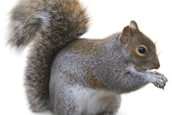 Squirrel Control in Cape Town