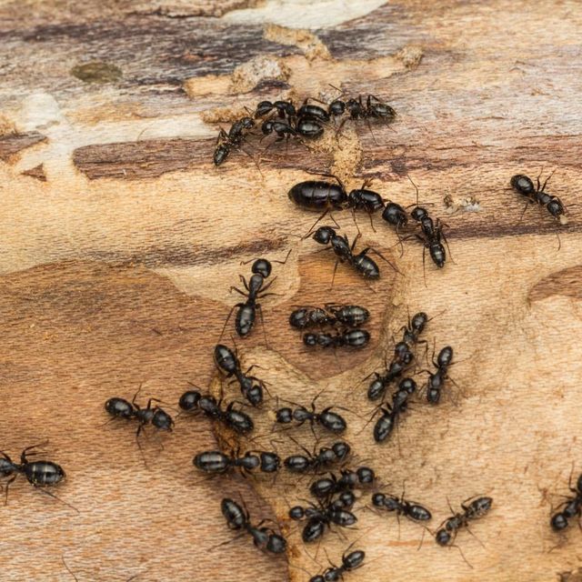 Black ants crawling over damaged wood
