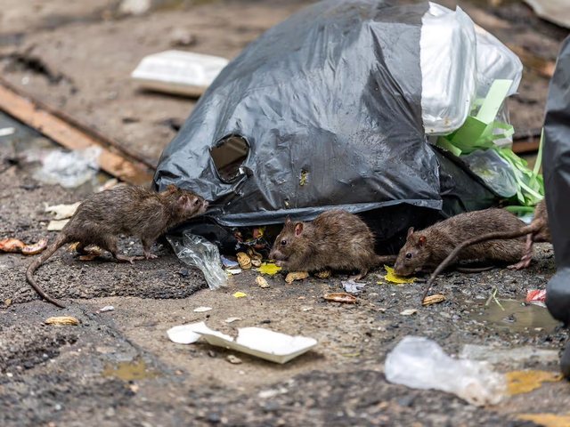 Rat Control in Cape Town