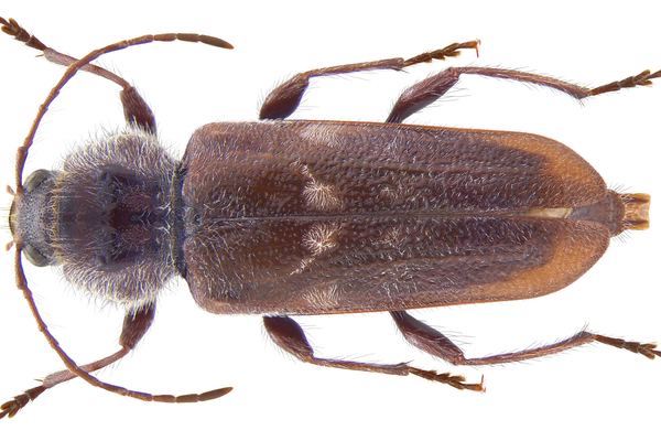 Wood Borer Treatment in Cape Town